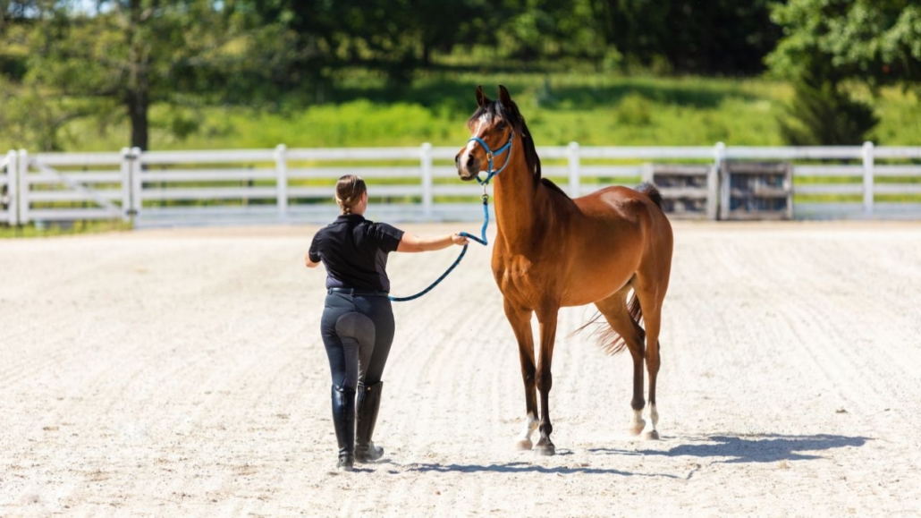 Challenges and rewards of equine photography